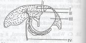 Emulsification of fats takes place is the part labelled <br>