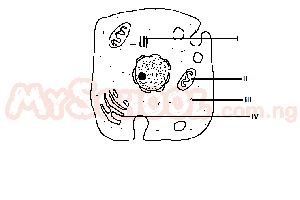 The endoplasmic reticulum is represented by the part labelled