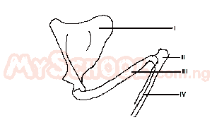 which of the bones is the radius ?