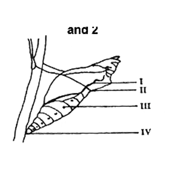 The part that will develop into an organ for feeling is labelled