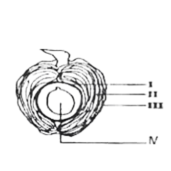 The part labelled II is the