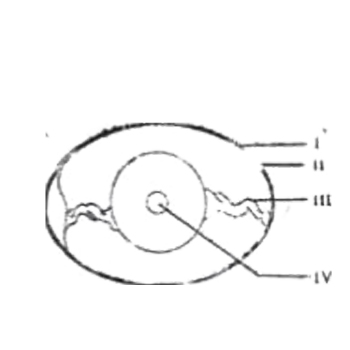 The structure that holds the yolk in position is labelled