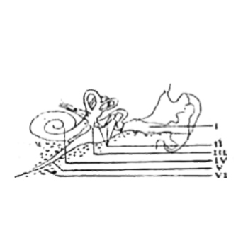 The parts which function together to bring about hearing are labelled