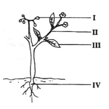 The part of the plant where photosynthesis is least likely to take place is