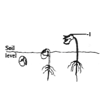 The type of germination illustrated is termed