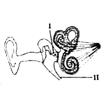 The structure labelled I is the