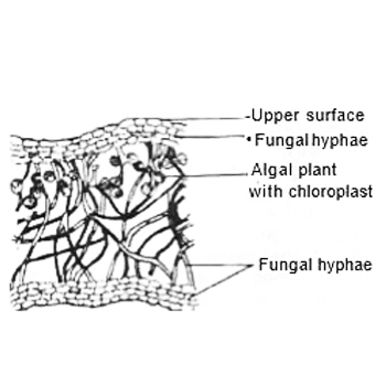 The association illustrated demonstrates