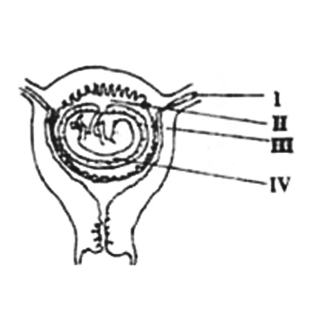 The organ through which the embryo receives food, water and oxygen is labelled