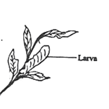 The type of adaptation shown by the larva is