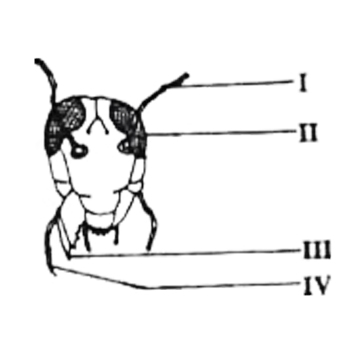 The maxillary palp is labelled