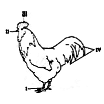 A unique characteristic that distinguishes the class of vertebrates represented from other vertebrates is the presence of