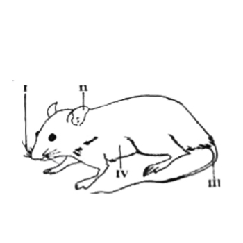 The type of protective adaptation exhibited by the animal is