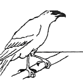 The main function of the feathers covering the part labelled I is to