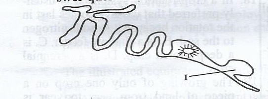 The flower shown above is <br>