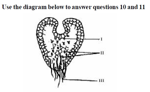 The structures labelled II and III respectively are